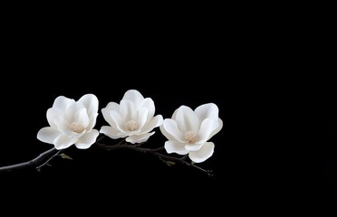 White Magnolia Flowers on Black Background in Minimalist Style