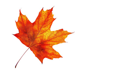 Obraz premium Autumnal Brilliance: A captivating image of a single maple leaf showcases its rich, vibrant colors, evoking the beauty and tranquility of the autumn season.