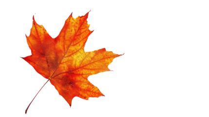 Autumnal Brilliance: A captivating image of a single maple leaf showcases its rich, vibrant colors, evoking the beauty and tranquility of the autumn season.