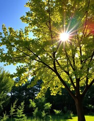 Obraz premium Sun-drenched tree, vibrant foliage, peaceful nature background, scenic, landscape, branch