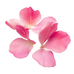Pink flower petals vibrant background floral art nature beauty