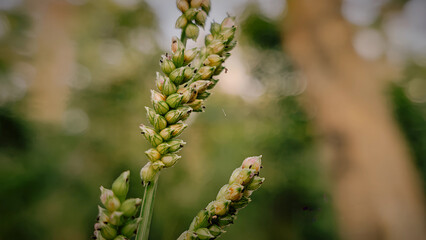 A close-up photograph showcasing clusters of green seed heads against a gently blurred background. The natural lighting highlights the vibrant hues and fine details of the seeds.