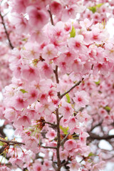 駿府城公園に咲く早咲きの桜