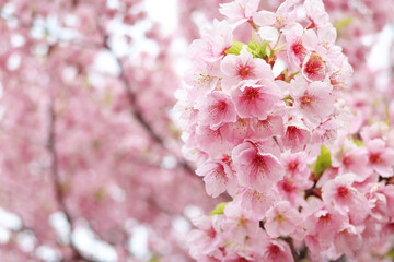 駿府城公園に咲く早咲きの桜