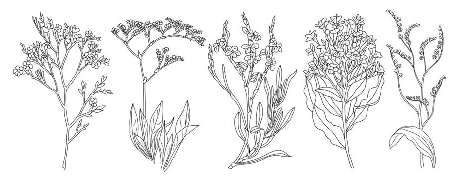 Limonium flowers set. Outlined Statice floral plants with blooms. Vintage botanical drawing of Sea-Lavender. Blossomed Caspia. Hand-drawn vector illustrations isolated