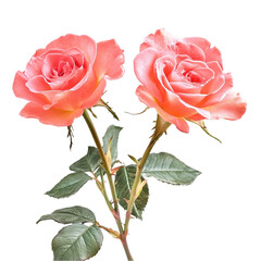 Fototapeta premium Two Pink Roses Artistic Abstract Background,
