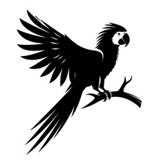 This is a beautiful black and white parrot.