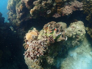 under the sea  fish and Coral reef and coral in the sea © Kingsakai