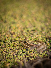 Frog on green water