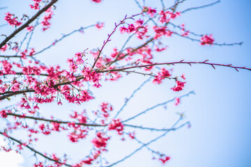 The cherry blossoms in full bloom contrast beautifully with the blue sky.
