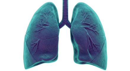 Isolated Human Lungs
