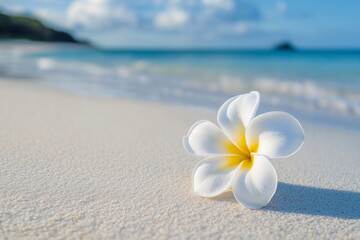 Fototapeta na wymiar White plumeria flower close up on white sandy beach against clear water seascape view blurry background