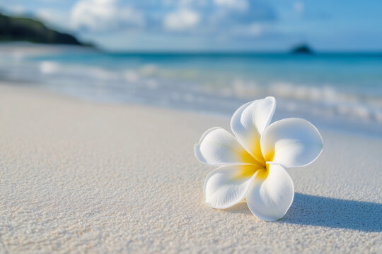 White plumeria flower close up on white sandy beach against clear water seascape view blurry background