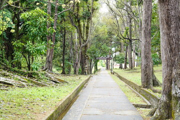 Fototapeta premium footpath in the park
