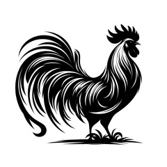 rooster isolated on white background