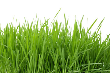 Fototapeta premium Grass clipping image. For compositing.