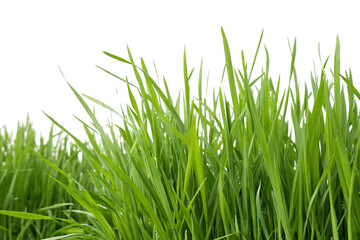 Obraz premium Grass clipping image. For compositing.