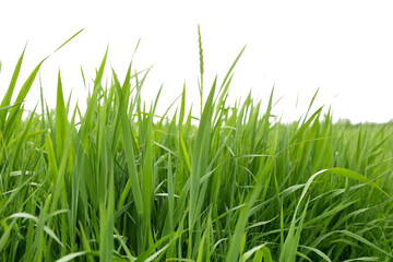 Obraz premium Grass clipping image. For compositing.