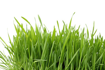 Obraz premium Grass clipping image. For compositing.