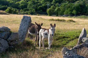 Fototapeta premium two donkeys in a field