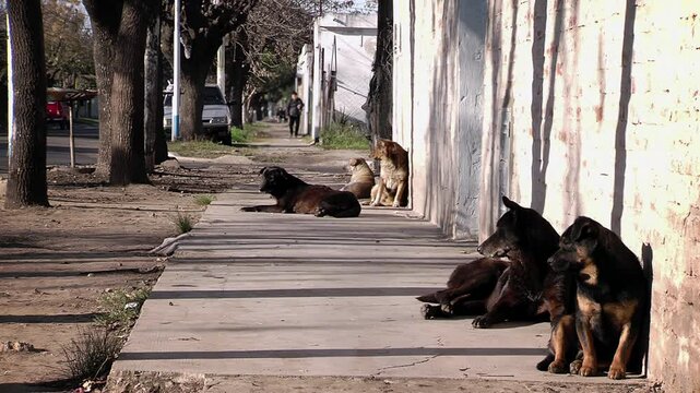 Stray Dogs Resting in the Sun Against a House Wall in Montevideo, Uruguay - 4K