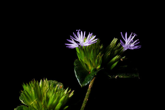 Flores de cor lilas encontradas na Mata Atl&acirc;ntica Brasileira. 