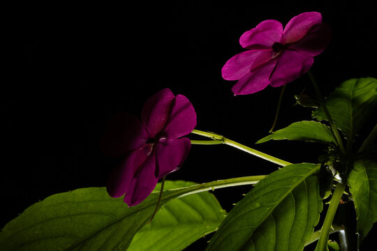 Flor da planta vinca conhecida tamb&eacute;m com boa noite. 
