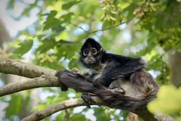 Geoffroy's spider monkey
