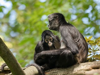 Geoffroy's spider monkey
