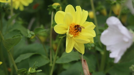  A dahlia flower in full bloom in a garden with a bee perched on its petals