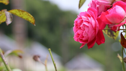 A rose in full bloom in a garden