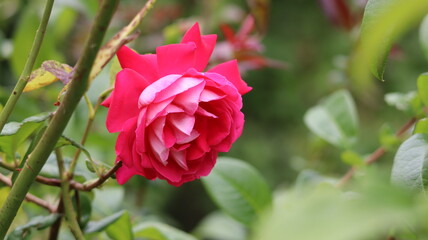 A rose in full bloom in a garden