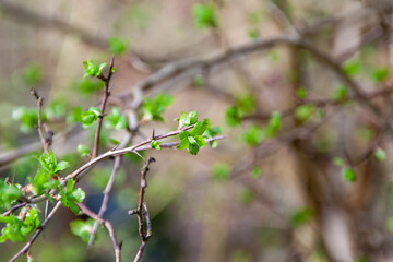 trees leaf out at the end of march