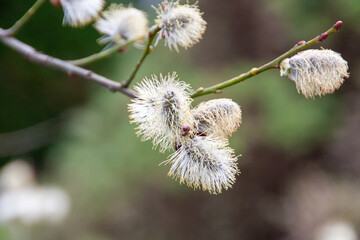 pussy willow salix caprea.