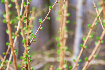 Tufted needle shoot of a European larch in spring