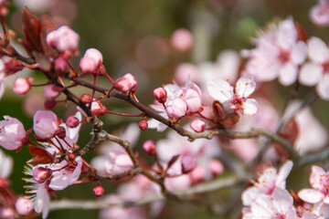 spring is coming cherry plum