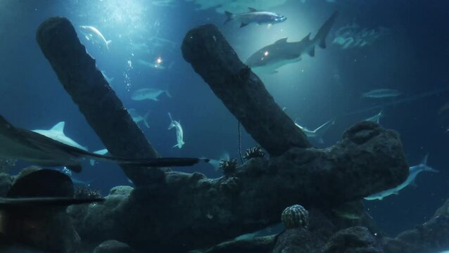 sharks and fish swimming around wreck
