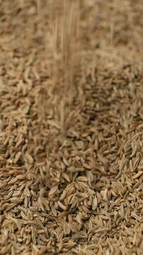Dried Whole Cumin Traditional and Natural Spice Pour, Vertical Slow Motion