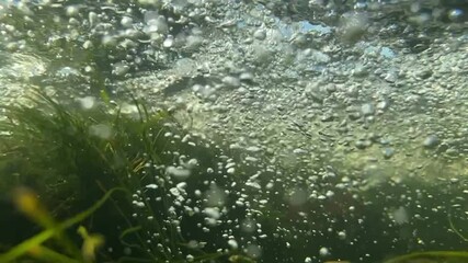 Air bubbles fly along with the fast current of mountain river among smooth lines of algae among clear water. Underwater world of mountain river