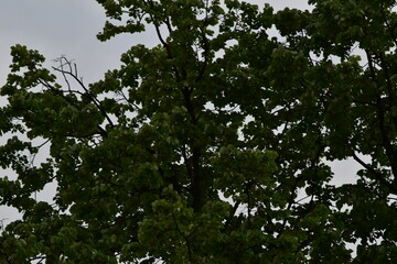 trees in the forest