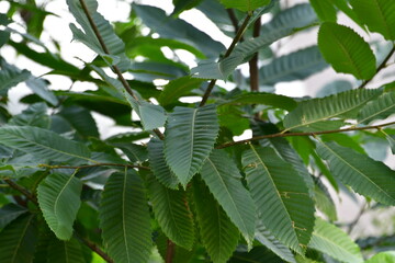 green leaves on a tree