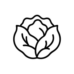 Cabbage 