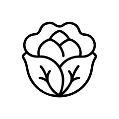 Cabbage 