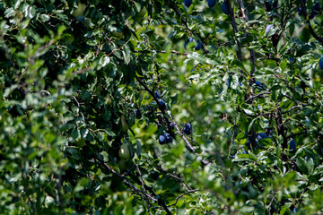 green leaves in the garden