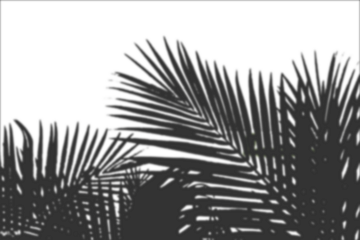 a minimalist and artistic representation of palm leaves, A leaf shadow