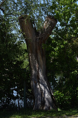Fototapeta premium tree in the forest