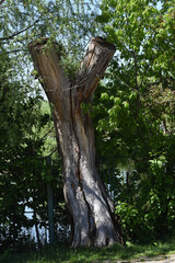 old tree trunk