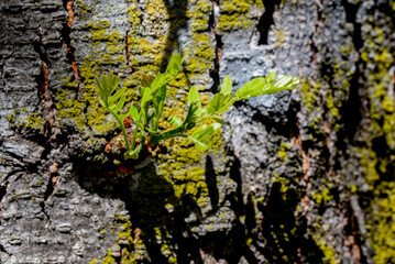 Obraz premium tree bark texture