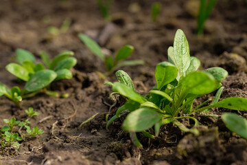 Spinach bush in a greenhouse. Bright sunlight. Care, watering, fertilizing. Home growing. Copy space.