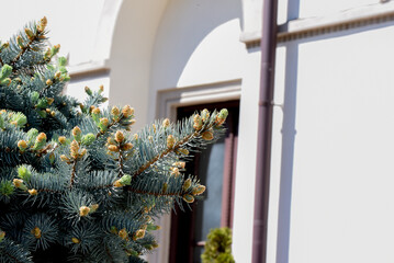 balcony with flowers